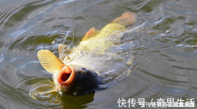 钓鱼|钓鱼时放药酒效果很好，但用错了反而死窝，几个技巧让你钓好鱼