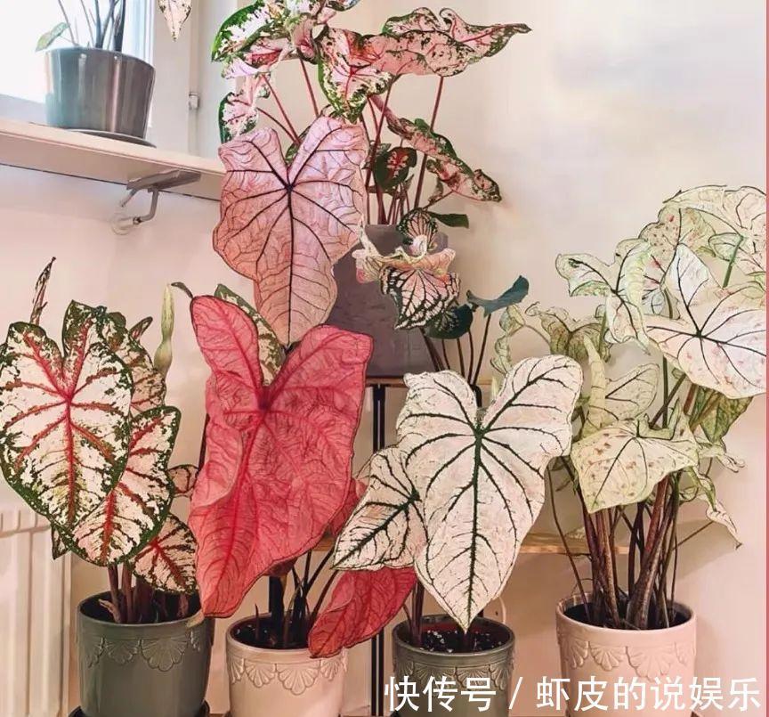 12种“健康花”,家里没太阳,照样长爆盆,贵气漂亮,旺家又养人