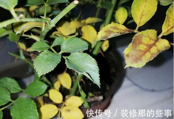 黄叶|月季大量黄叶，甚至变成了光杆，怎么办
