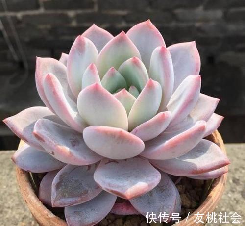 养多肉，满足4个条件，上色快长满盆，人人见了都夸美