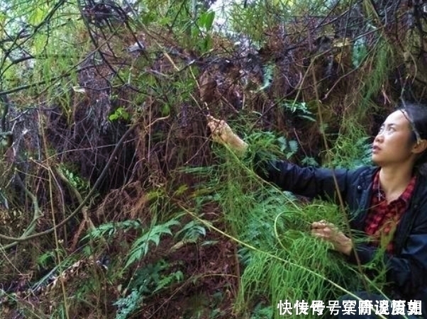 草药|俗语“筋长一寸,寿延十年”,农村这种野草,是老大夫的宝贝