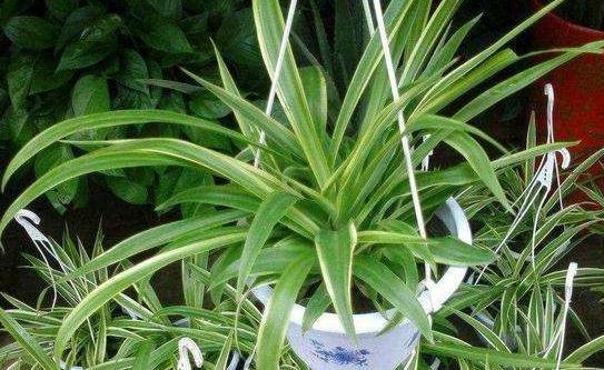 房屋采光差，通风不畅，养上3种花，空气1级棒，养护更简单