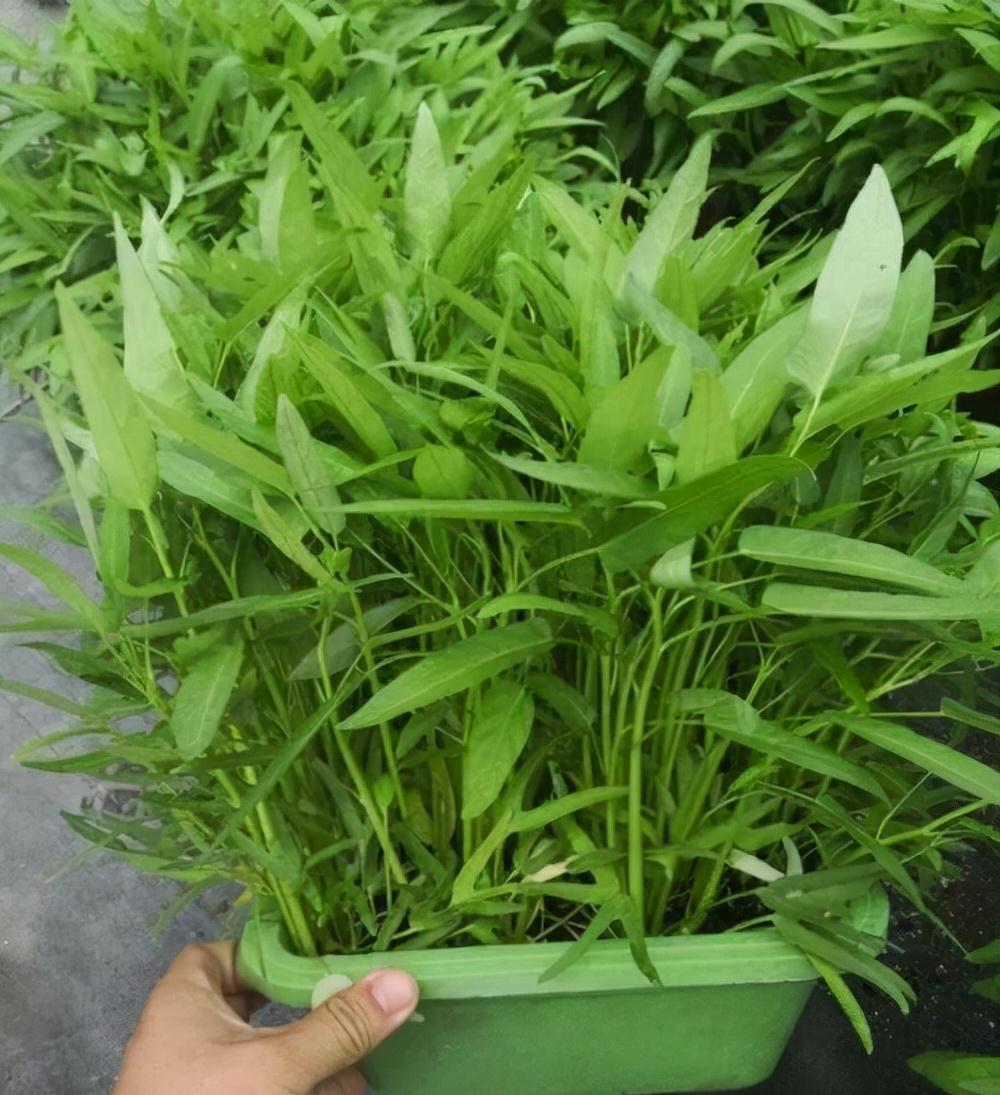 种植|5种“菜根”别扔,插进花盆,浇浇水,半个月长成“小菜园”