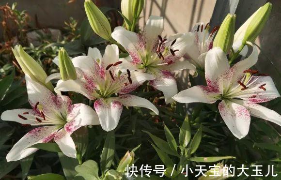 记录一下我养过的花,1000多盆都有啥