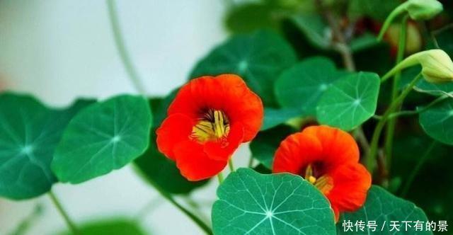 冬天养花我只选这一种,好养又漂亮,温度越低开花越美