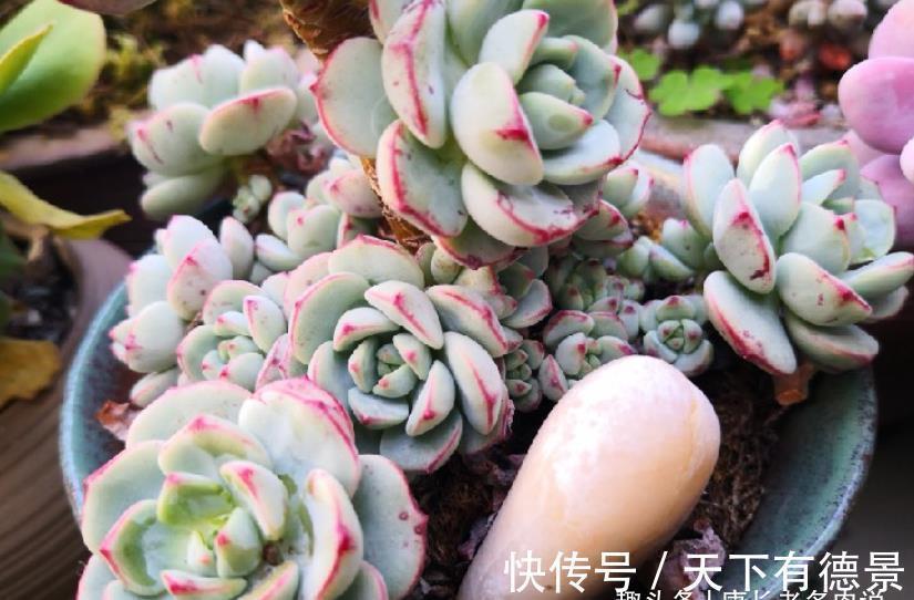 秋老虎为什么容易伤多肉?因为它冷峻的外表下藏着一颗炽热的心