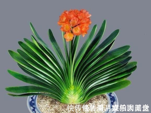 秘诀|掌握这个小秘诀，解决君子兰不开花难题！大家可以试一下