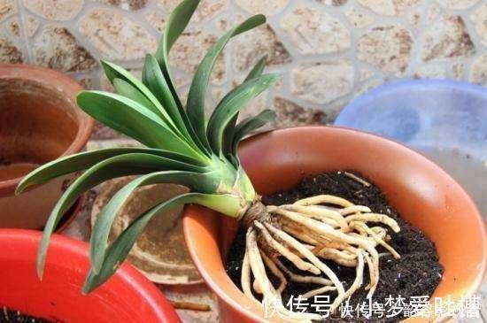 花盆|“生根剂”不用买，路边捡“1块它”，往花盆里放，30天冒白根！