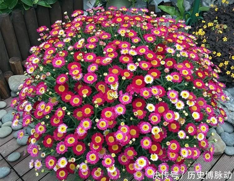 5种适合早春入手养殖的花卉,分享给大家,一起看一看