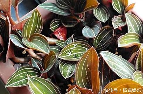 农村长着与金线莲相似的杂草,价值珍贵数量稀少价值不多