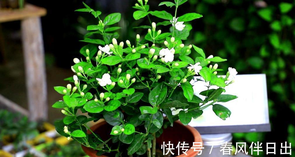 缺铁性黄叶|8月茉莉花长势旺,水肥充足生长进入“快车道”,绽放层叠群花