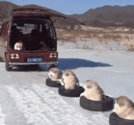 |搞笑GIF：裤子事小，脸面事大，这下以后还怎么见人？