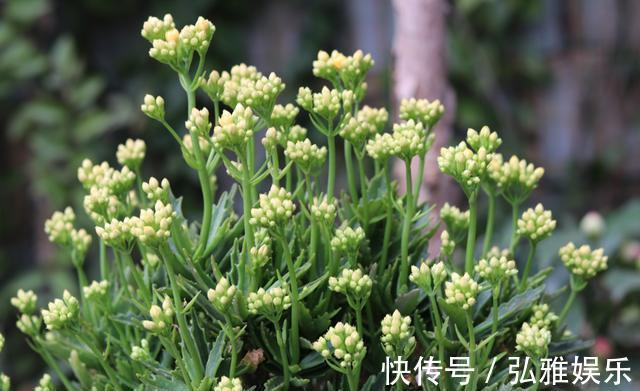 侧芽|盆栽长寿花，一年变“老桩”，只需做好“4件事”，开花千朵100天