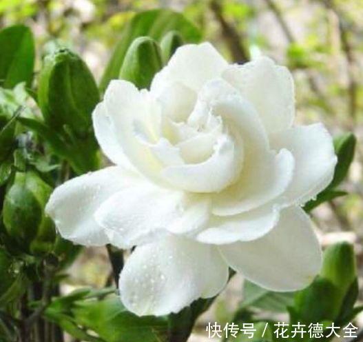 花期|养花就养个花期长的,花大色艳,四季繁花似锦,美