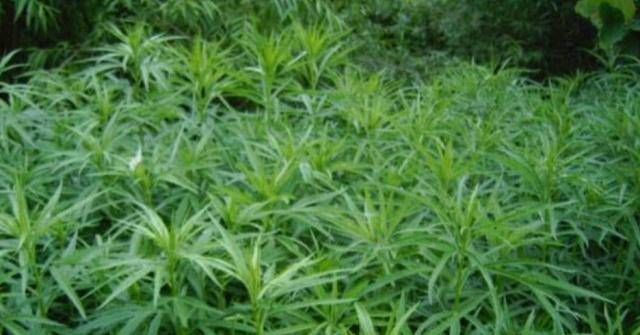 乡下河边的一种野草不懂的人认为这是杂草事实上，这是国宴独有的