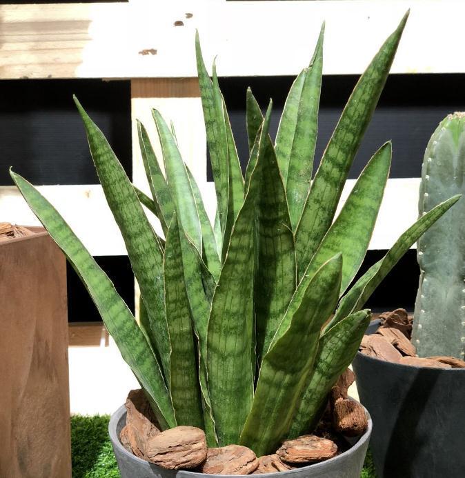 虎皮兰天冷不好养?错了,把控好这4点,谁都能养得爆盆