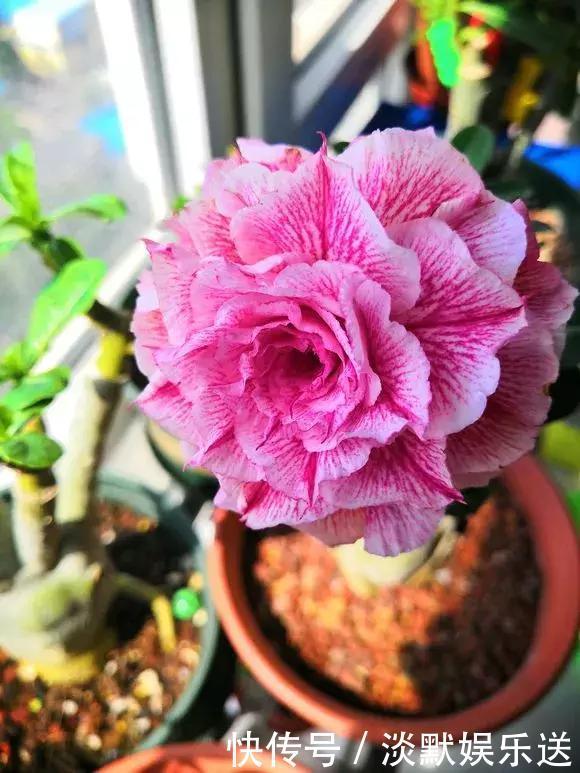 蝴蝶兰|家里养6种花,把水浇得勤快了,容易烂根、黄叶,需要当心