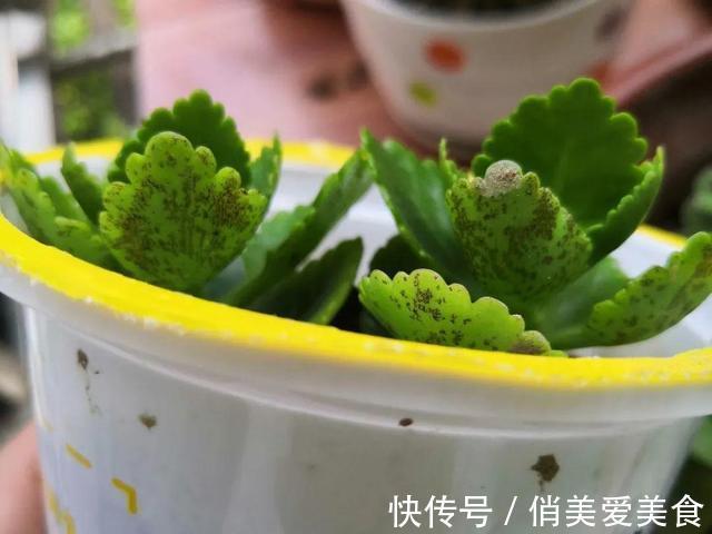 高温|10种花要控水，天热反而不能浇，一浇水就死