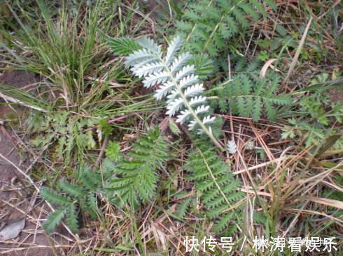 翻白草|农村一种野草,农民拿叶子当菜吃,不知根部珍贵,人称“天藕”