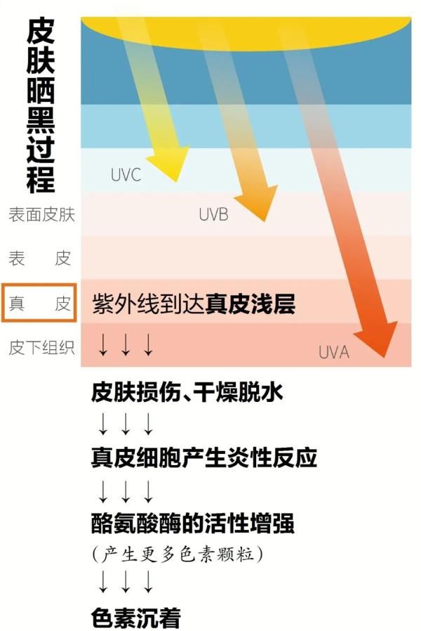 uv为什么又晒黑了？协和教授提醒你几个细节