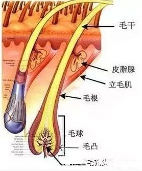  浓密|人们为什么会脱发？怎么养成浓密发量？