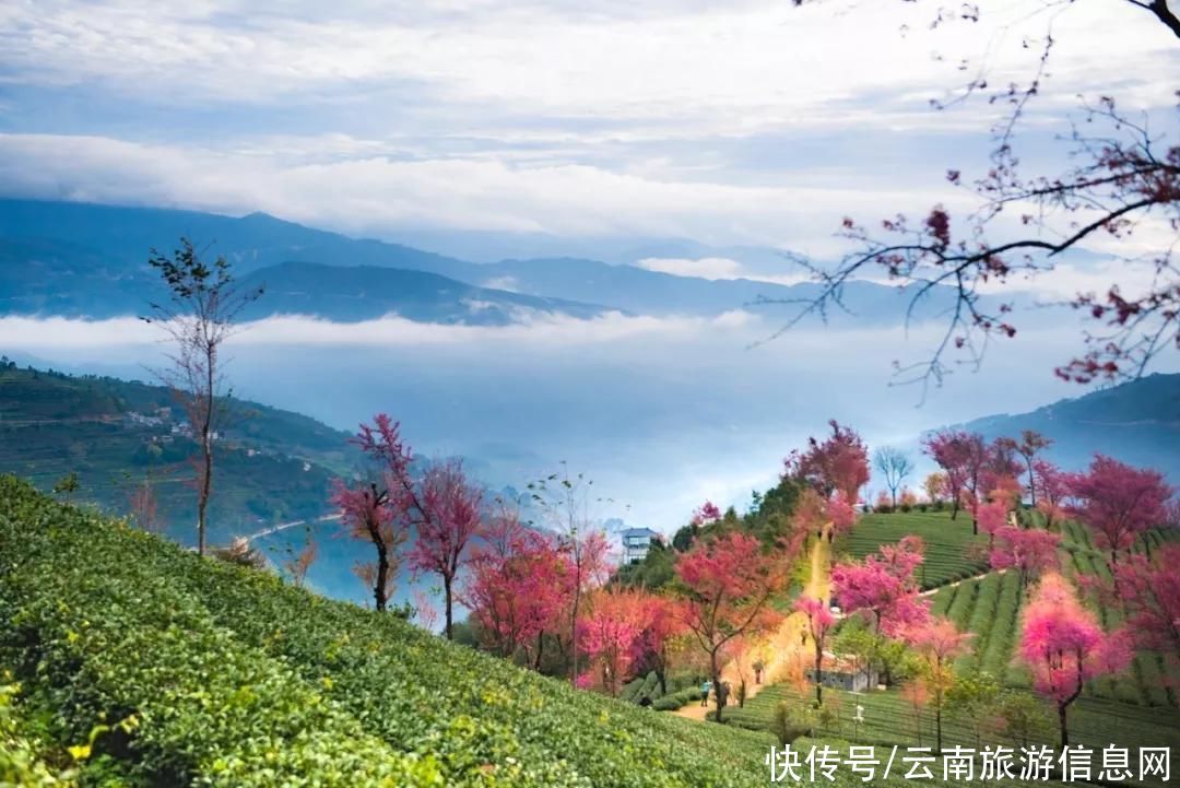 樱花|无量山2000亩的樱花开了，等你来