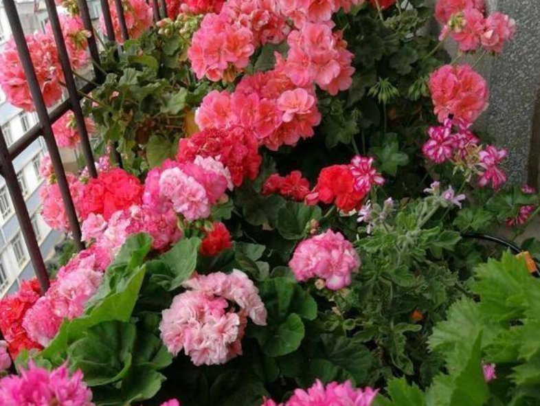 喜欢养花,就选这5种,“扔土里”就活,2月爆满盆,花开满阳台