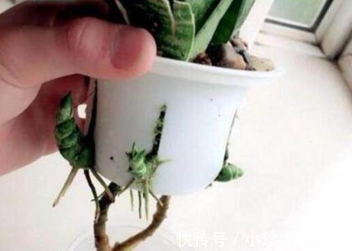 虎皮兰长得慢，秋后用它养，粗根变小芽，顶破盆，太给力了