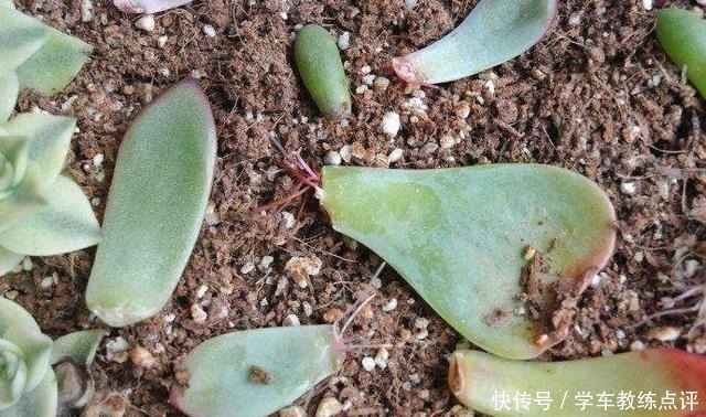 扦插|多肉植物叶片扦插不生根教你1招,生根快,小苗“噌噌”变中苗!