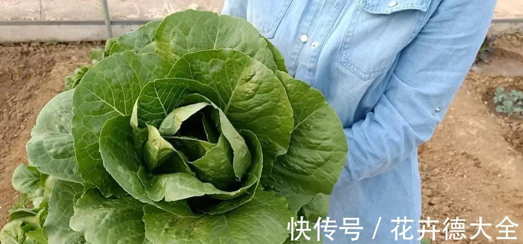 采收|蔬菜长得真大，一棵能吃好几顿，一个多月采收，种一些真值