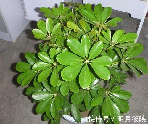 年底选盆栽,5种不开花的“绿植”也不错,充满绿意和生机