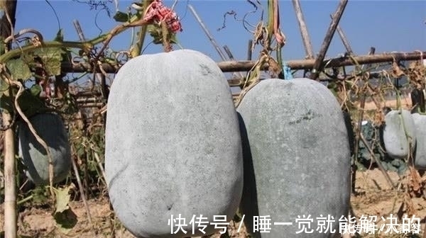东瓜|冬瓜、西瓜、南瓜,为什么没有北瓜?其实“北瓜”我们早就吃过了