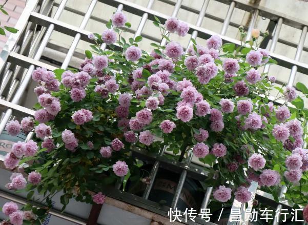 园丁在修剪绿化带里的月季？抓紧捡回家，按这3步扦插育苗