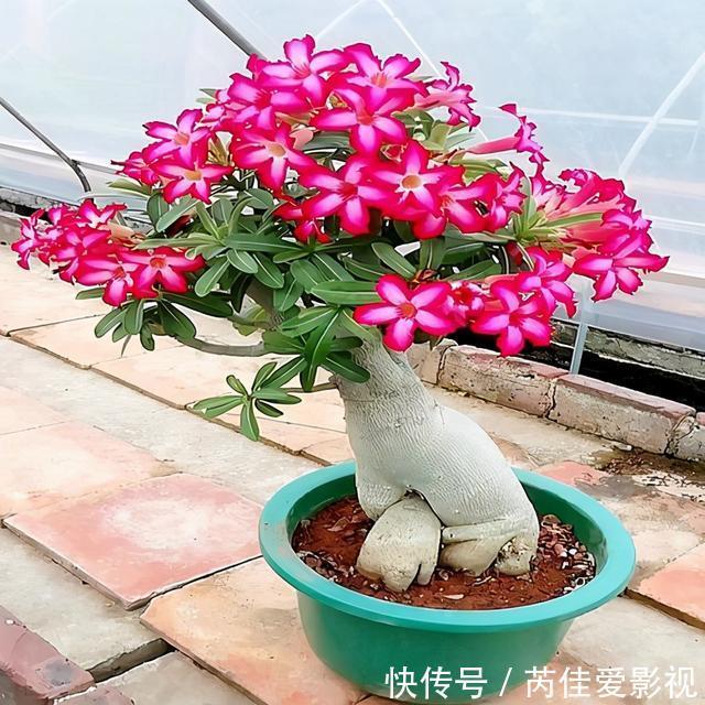 适合小盆养的“5种花”，大盆“不利于”生长和开花，可别搞错了