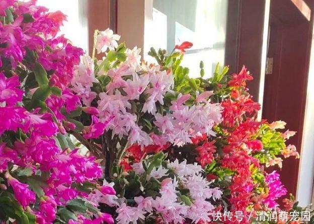 浇水|养蟹爪兰,这么浇水不仅不会死,反而开花越来越多