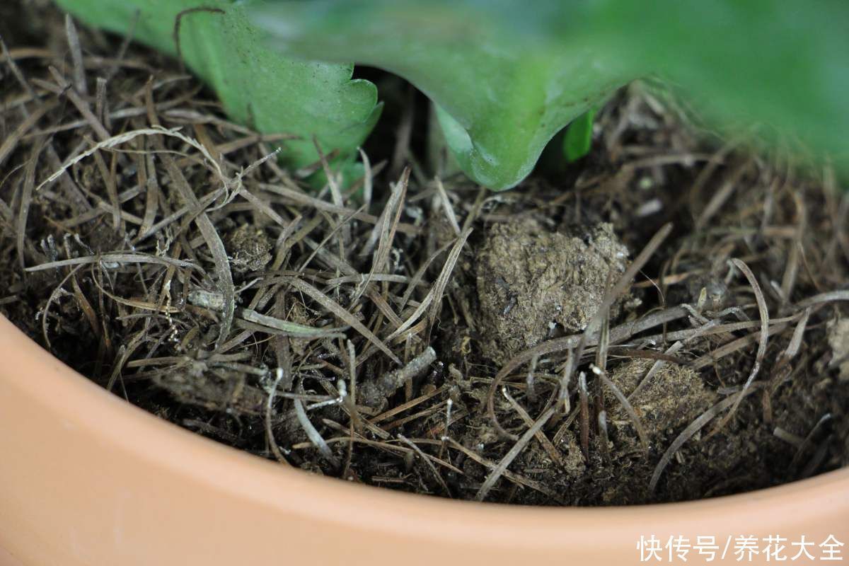 小技巧|花店老板绝不外传的5个养花小技巧,简单实用,轻松成为养花高手