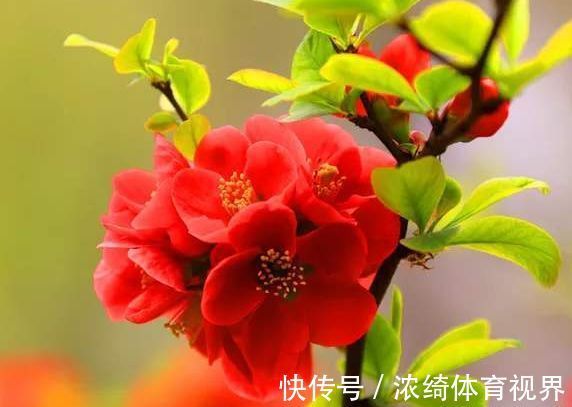 木瓜树|5月6日开始，养花试试这几款，丢在阳台开爆盆，花开娇艳美不胜收