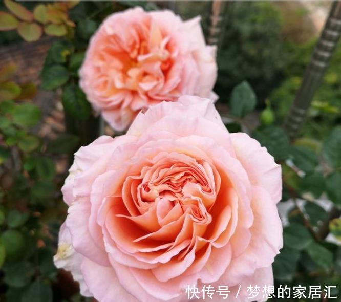 此花风靡全世界,漂亮又芳香,多季开花,盆栽也可以,很值得栽培