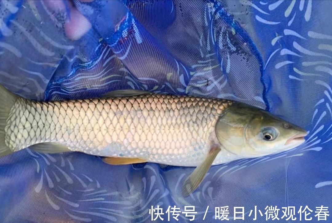 野钓|颗粒饵的几种用法,不仅仅是为了省钱,钓鱼效果也不一般