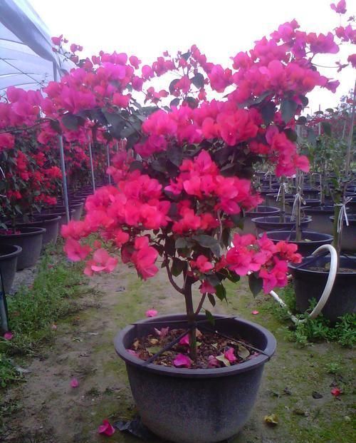 花器|我把三角梅催花的方法都写在这里了,求你们别再问为什么不开花了