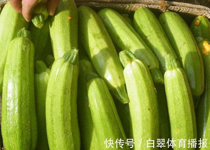 西葫芦光开花却不结瓜，教你做好几点，西葫芦摘完一茬又一茬