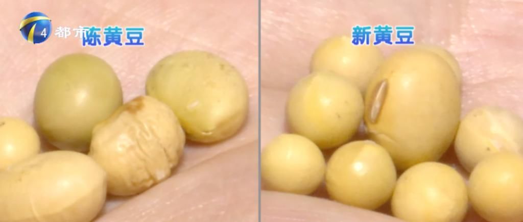 黄豆|黄豆不发芽就是转基因？教您一招分辨好黄豆！
