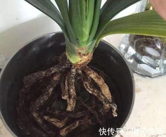 花盆里插1根筷子，解决了养花人的大难题，快试试看！