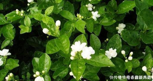 最厉害的养花营养液给茉莉花喝一勺，叶子翠绿，一盆开花100朵