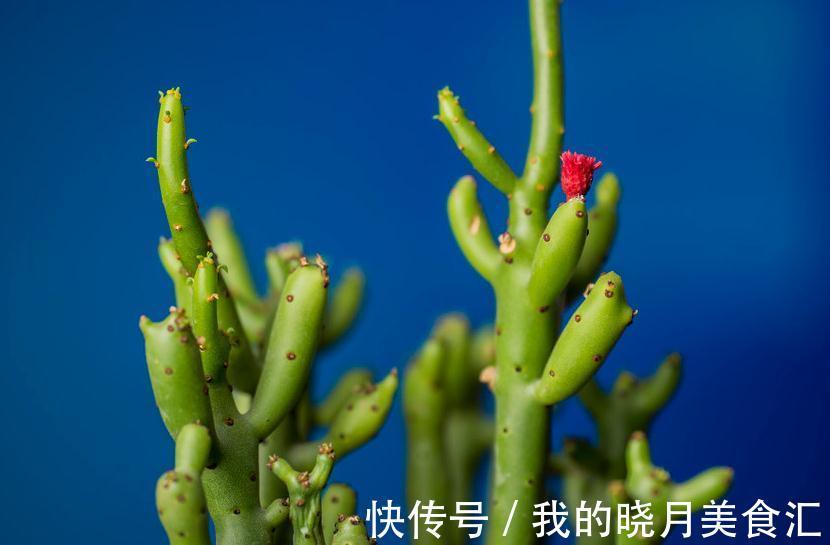 此7种盆栽没人管都不会死，比仙人掌还好养