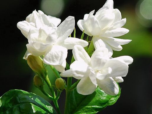 春天就养此款植物，丢到阳台，四季有花开，花香四溢飘满屋