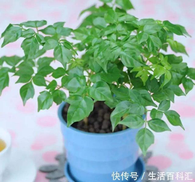 不管什么花都放在阳台上,太拥挤了,这几种花放在客厅寓意更佳