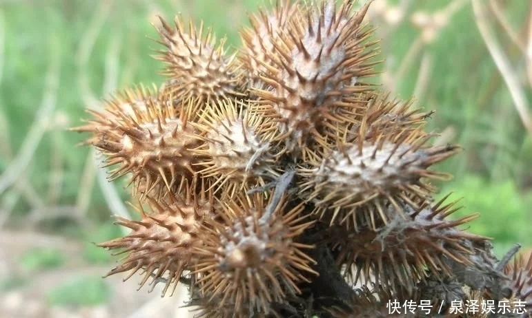 这野草,农村常见,价值高疗效广,却被人避之不及,可惜了