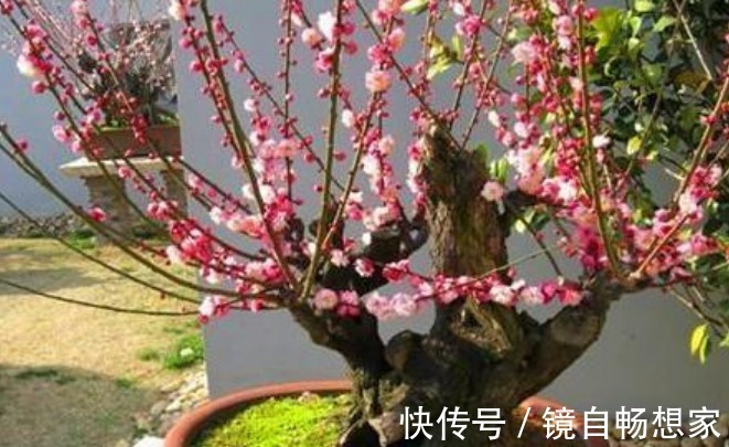 4种“富贵花”，开花漂亮上档次，幸福满满来，财运福运喜运来！