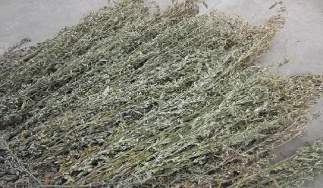 气血|温养气血改善睡眠,枕头里加一些,每晚都睡得香